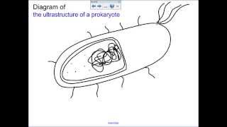 2.2 - Prokaryote Diagram