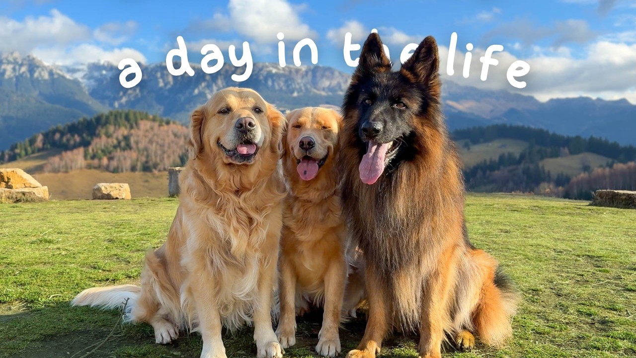 An Autumn Day in the Life With Our 3 Dogs | Mountain Adventure Edition