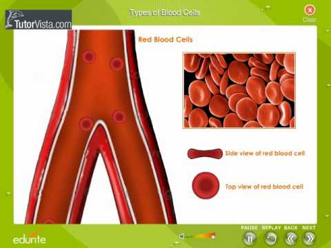 Types Of Blood Cells