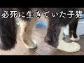 【保護猫】独りで必死に生きていた子猫　The kitten was desperately alive