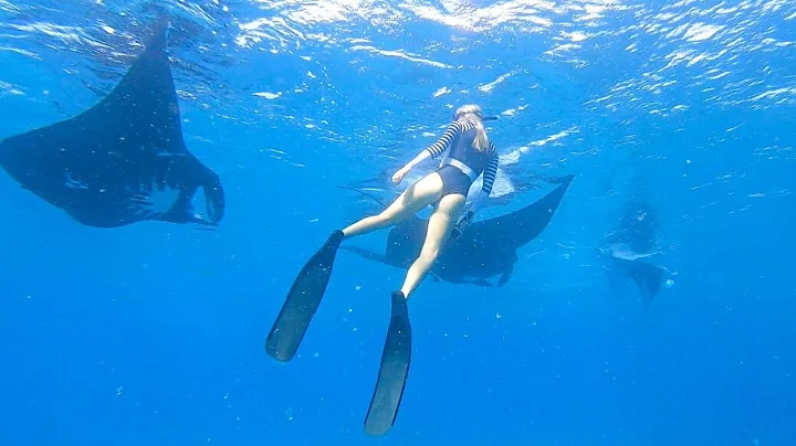Swimming With MANTARAYS At Mantaray Passage In FIJI!