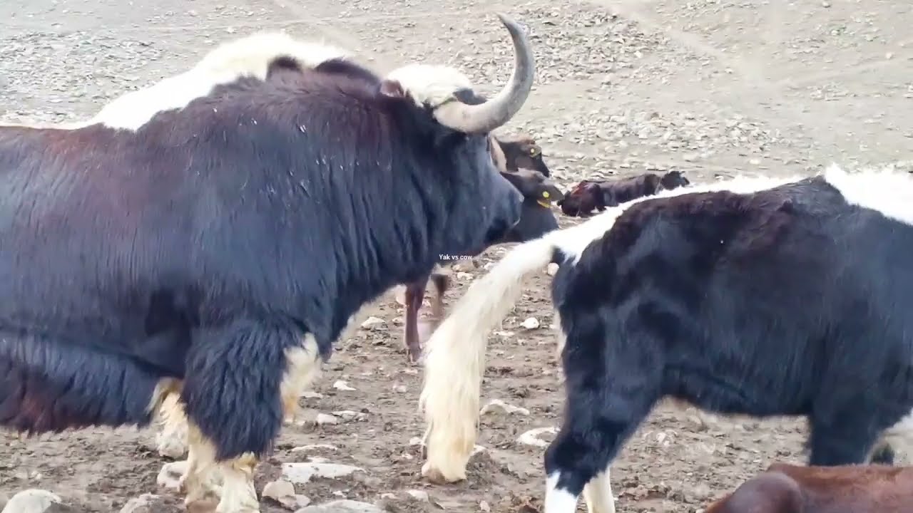 Most popular powerful Biggest famous strong Yak Enjoy Meeting with Beautiful Cow  ||Yak vs cow||
