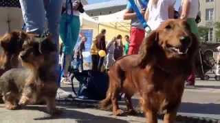 Krakow In Your Pocket - Annual Dachshund Parade