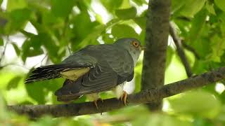 the call of common cuckoo. (Cuculus canorus)