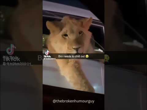 Lion In Da Back Seat
