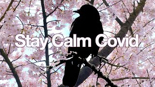 Stay Calm Covid Zero State Reflex