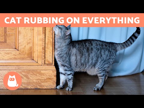 Why Do CATS RUB Against Everything? 🐈🛋️