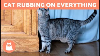 Why Do CATS RUB Against Everything?