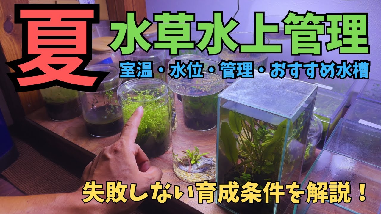 Start managing your aquatic plants during the warm season