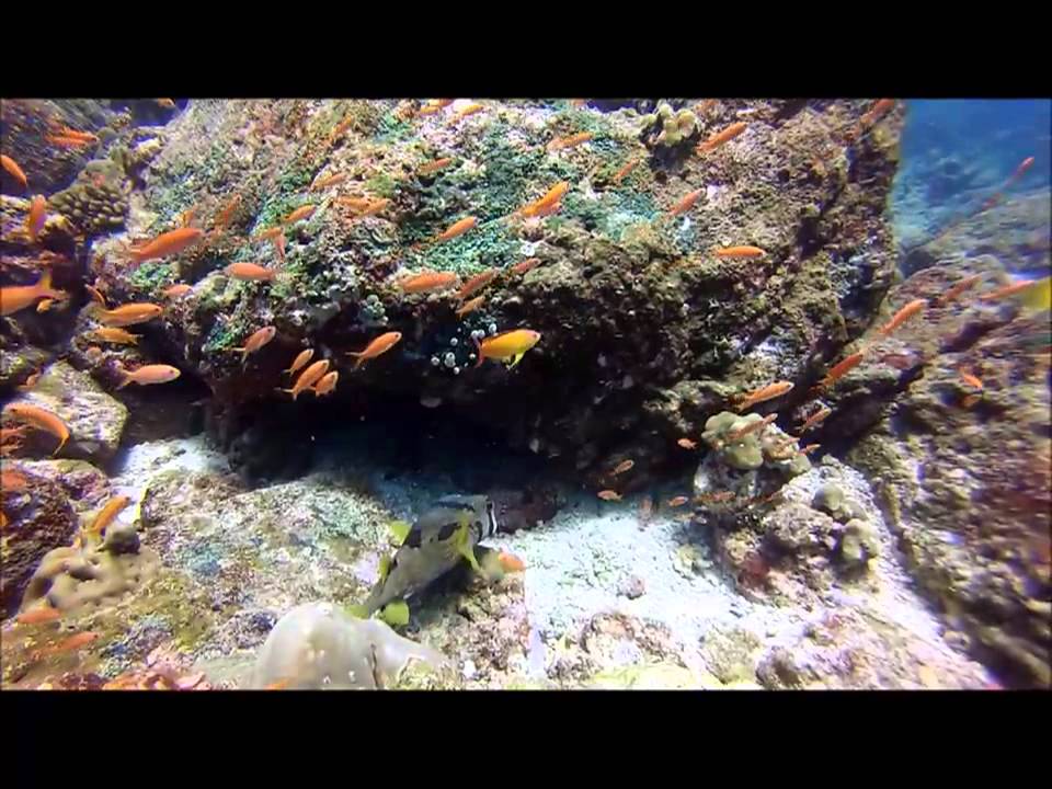 Diving Pulau Weh Arus Balee, Rubia Sea Garden