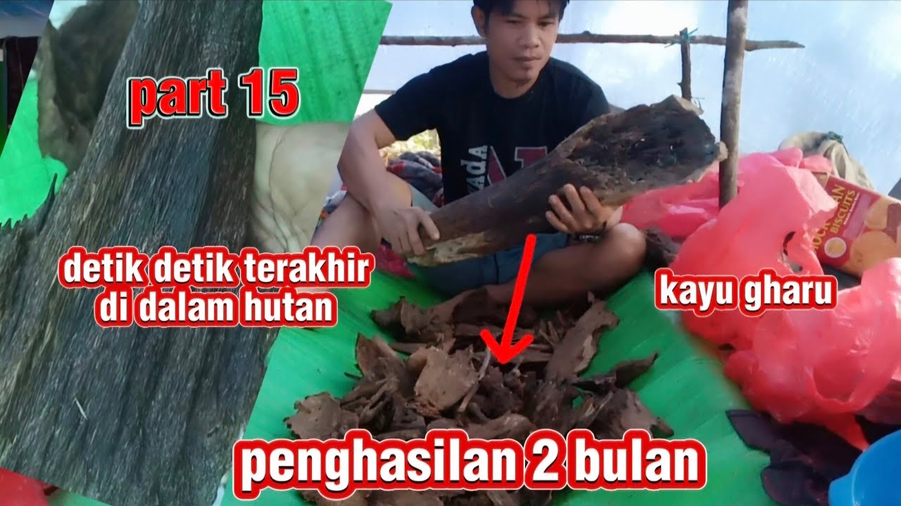 Part #15 # detik detik terakhir 16 orang pencari gharu meninggalkan hutan#kayugaharu #survival #