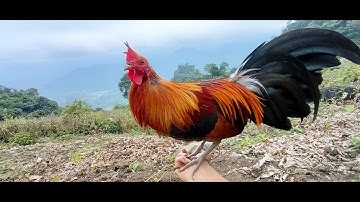 Qaib dib daj qua zoo yam cuab tuab zoo naw#gà mồi má vàng cho 2023