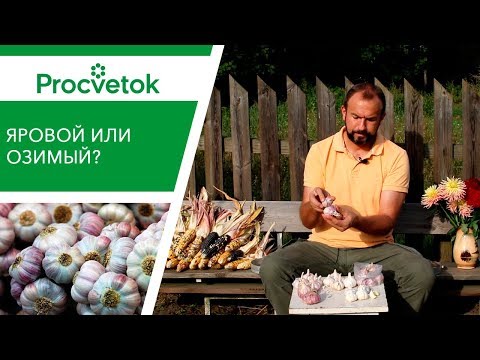 Какой ЧЕСНОК выбрать для посадки на зиму? Яровой чеснок, озимый чеснок, обзор сортов.