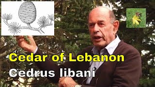 Tree Id Cedar Of Lebanon Cedrus Libani Identification Guide By Jerusalem Botanical Gardens