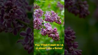 TTartisan af 23mm f/1.8 z #ttartisan #nikonz #nikonz30 #helios #bokeh