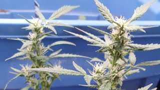 3 Autos 1 in Flower FastBuds Genetics by The HillBilly Canna Grow