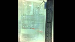 Split Ring Vortex Rings