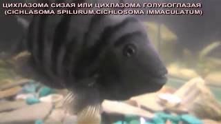 Цихлиды аквариумные хищные рыбки. Цихлиды аквариумные хищные рыбки.