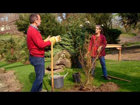 Video: Kann man Granatäpfel anbauen?