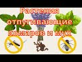 Растения отпугивающие комаров и мух