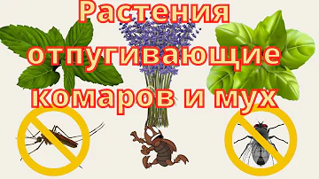 Растения отпугивающие комаров и мух