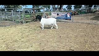 Lot 44  ID 250038