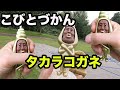 【タカラコガネ】を見つけた。【こびとづかん】