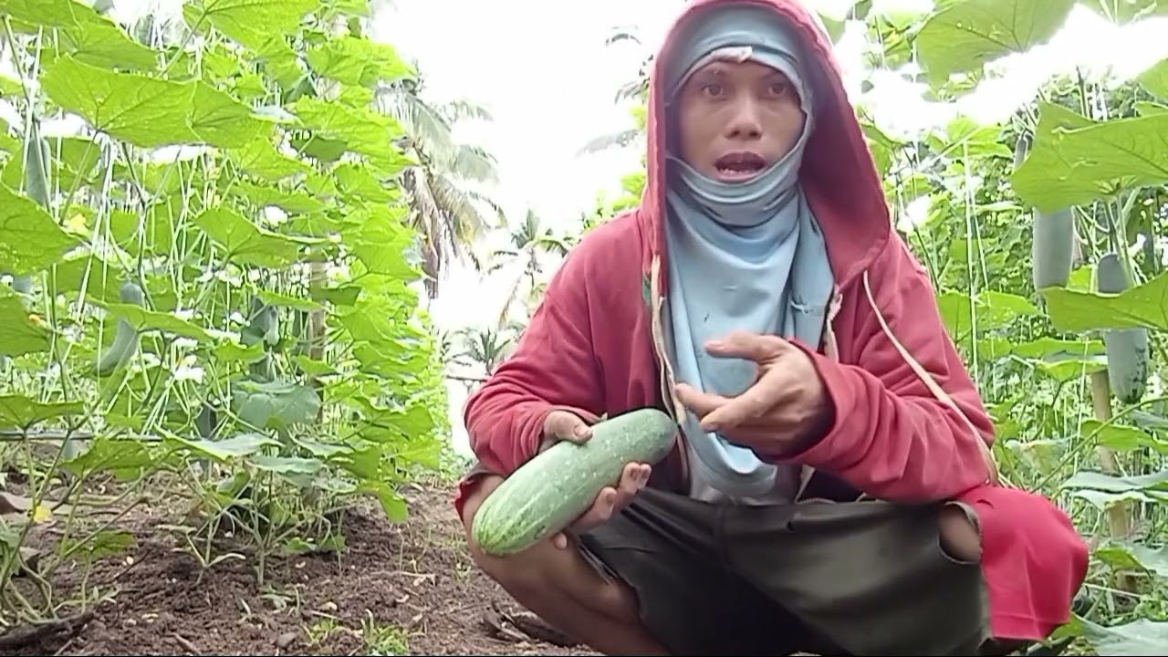 PIPINO: Paano Magtanim Ng Pipino? Seeds Lega C F1. 30 Days Mag Harvest 🧑‍🌾..