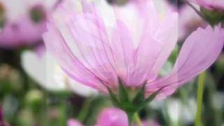 Chris Spheeris-Remain in motion