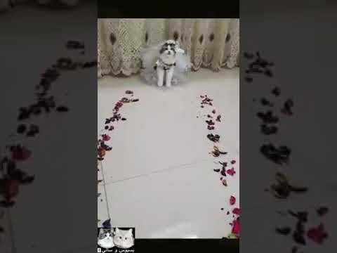 تااااغ