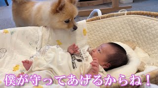 赤ちゃんの様子を常に心配する過保護なポメラニアンの育児に密着