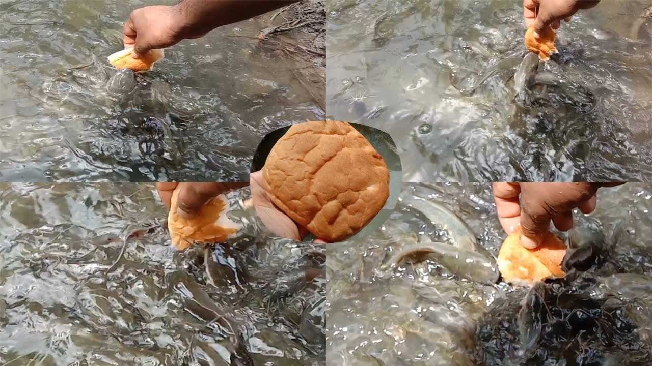 Baby Catfish Feeding Video Catfish Eating Bread Catfish Farming