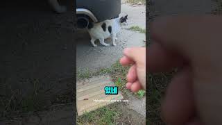 #아침에봄이남자친구만나#고양이#길냥이구조#길고양이#cat#길냥이#고양이일상#반려묘#고양이영상#고양이집사#고양이새끼#고양이훈련#고양이간식#고양이출산#새끼고양이#새끼#baby#애완동물