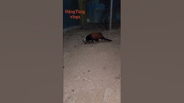 Chim săn bắt rắn cạp nia bắc cực độc #chimsănmồi #tiktok #shorts