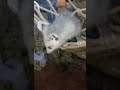Acrobatic feats in the Cirque Du Opossum