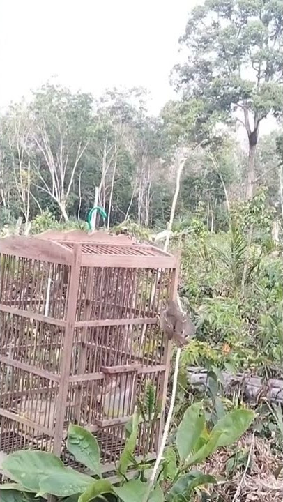 CARA MUDAH DAN CEPAT  MIKAT BURUNG CIBLEK #ciblek #persawahan