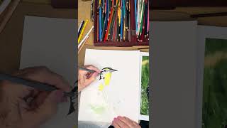 Meadowlark colored pencil drawing part 3