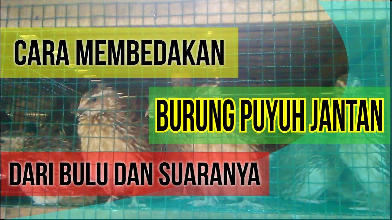 Ternak Puyuh : Suara Burung Puyuh Jantan 