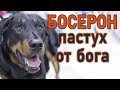 Босерон - французская овчарка