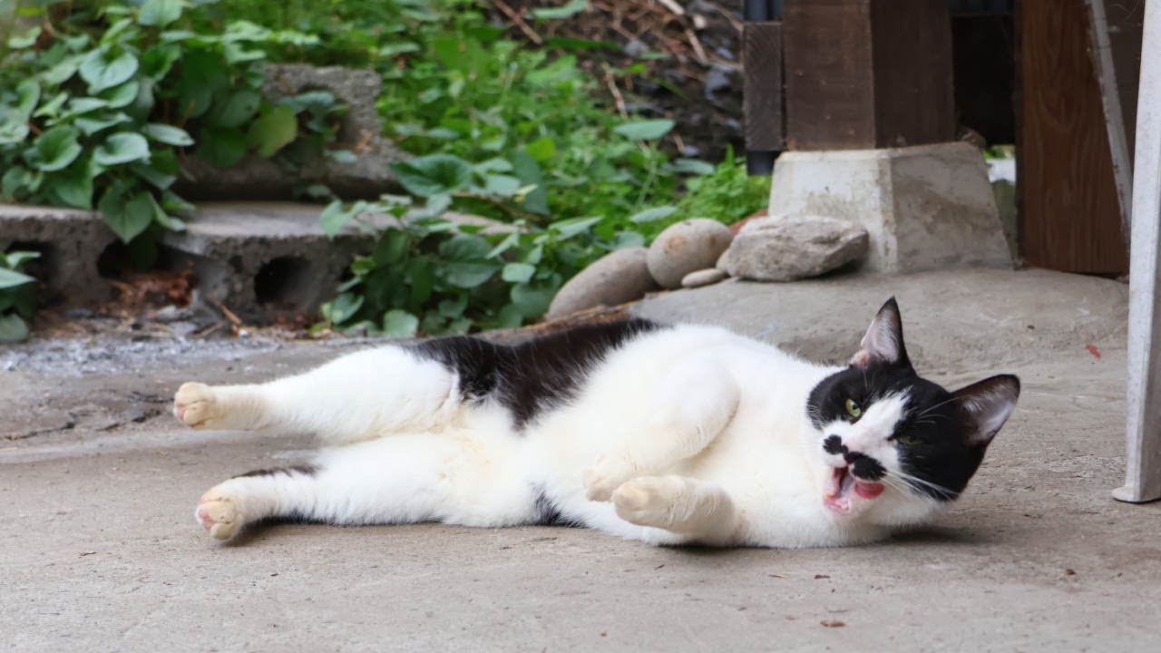 ちょびころころへ 251207 - YouTube