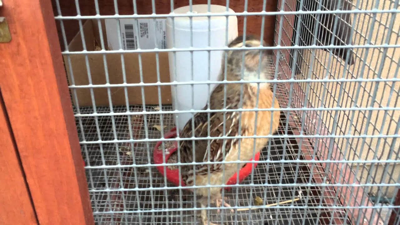 Jumbo Brown Coturnix Quail 