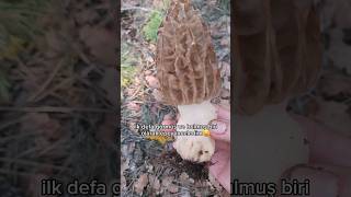 Bu Mantarin İsmi̇ni̇ Bi̇lenler Varmi Aramizda Ğa Şehir