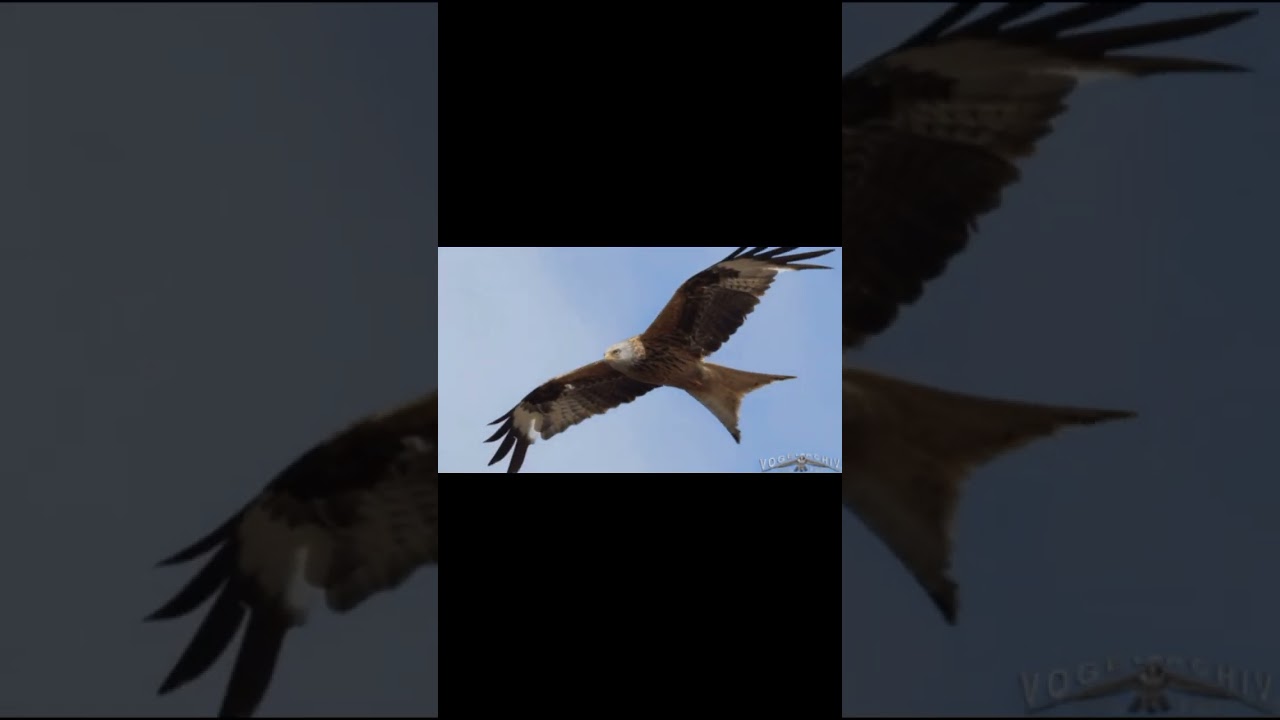 Eagle vs Kite vs Hawk(Falcon)500 sub special#short #birds