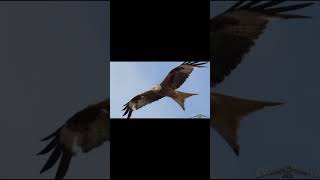 Eagle Vs Kite Vs Hawkfalcon500 Sub Specialshort birds