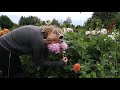 FULL Dahlia Tour :  My Favorite Dahlia from SEED- Let's Name It! :Flower Hill Farm