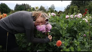 FULL Dahlia Tour :  My Favorite Dahlia from SEED Let's Name It! :Flower Hill Farm