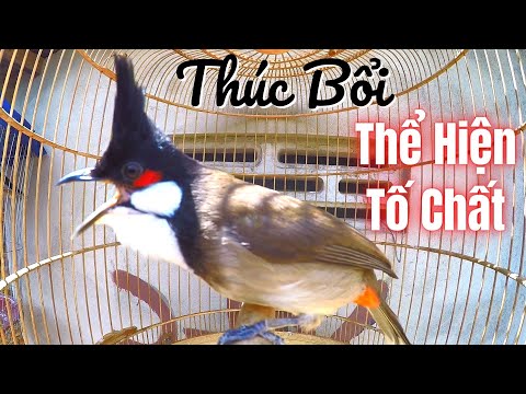 Video Chào Mào Kích Bổi Nhanh Căng Lửa | Luyện Chào Mào Hót... - youtube