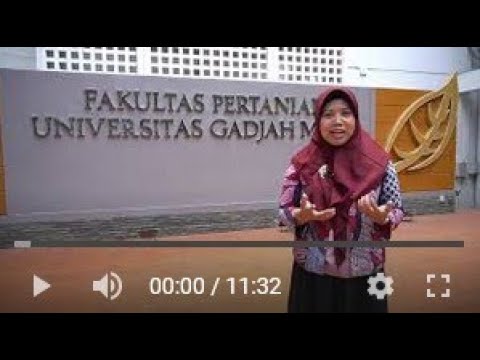 03 PEMBENIHAN LELE DUMBO 