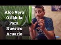  como usar aloe vera o sabila en tu acuario acuarios mb