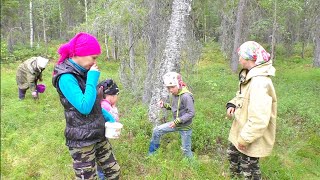 СОБИРАЕМ В ТАЙГЕ ВСЁ ЧТО ВЫРОСЛО / ВСЕЙ СЕМЬЁЙ ЗАПАСАЕМСЯ ДАРАМИ ПРИРОДЫ / СБОР ЧЕРНИКИ И ГРИБОВ.